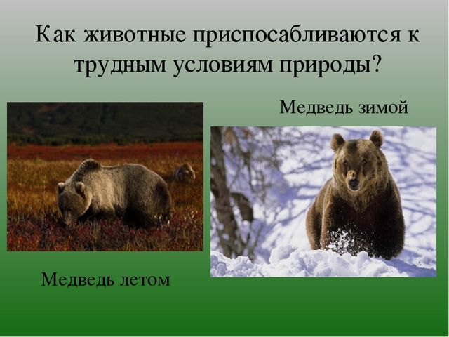Презентация на тему "Зимушка-Зима"