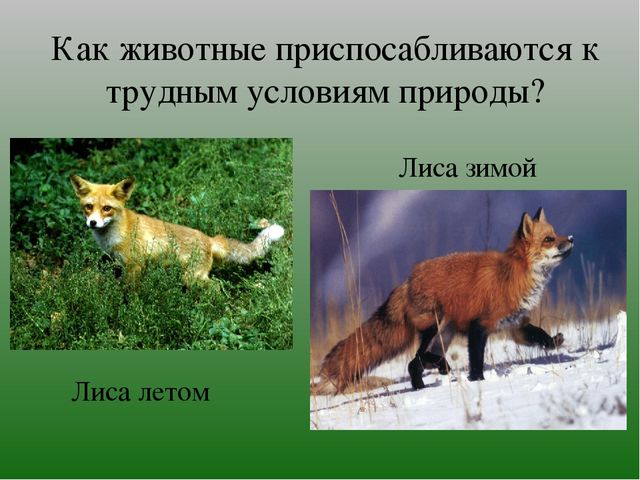 Презентация на тему "Зимушка-Зима"