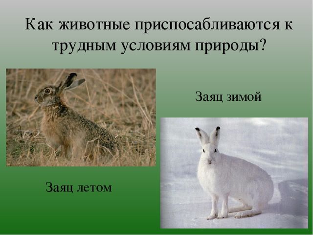 Презентация на тему "Зимушка-Зима"