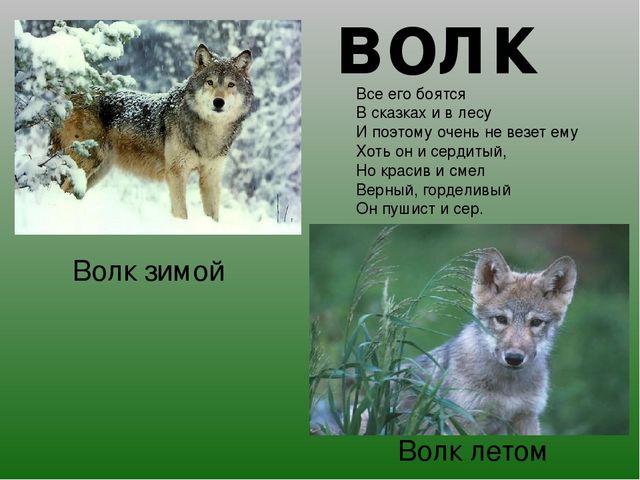 Презентация на тему "Зимушка-Зима"