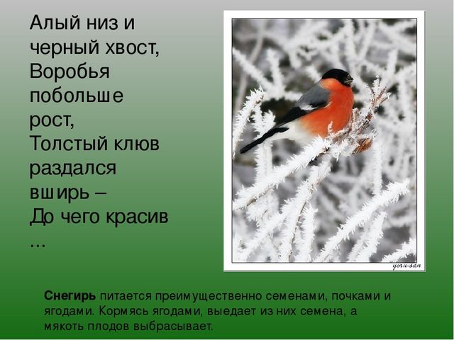 Презентация на тему "Зимушка-Зима"