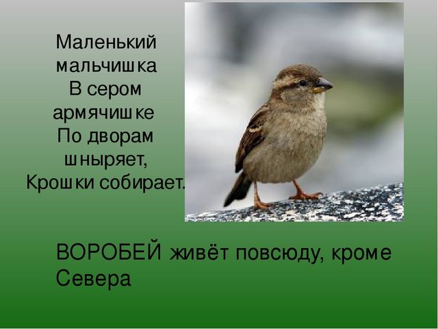 Презентация на тему "Зимушка-Зима"