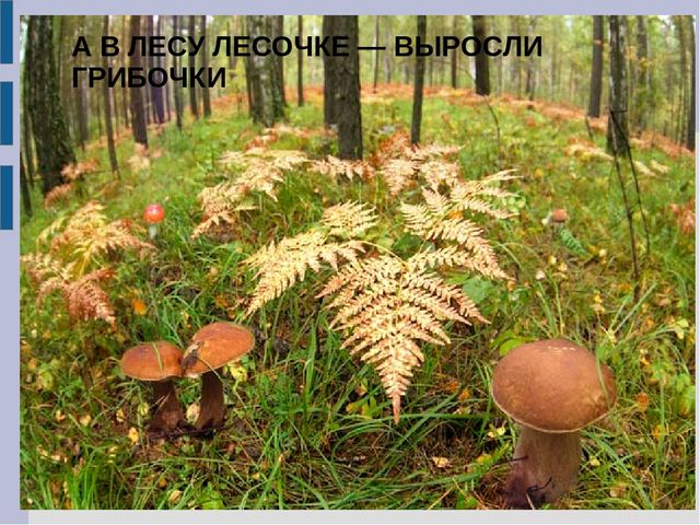 Презентация для детей младшего дошкольного возраста "Съедобные и несъедобные грибы"