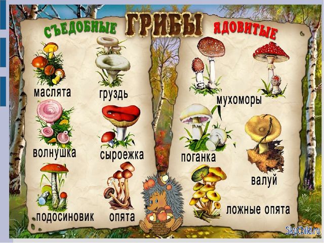 Презентация для детей младшего дошкольного возраста "Съедобные и несъедобные грибы"