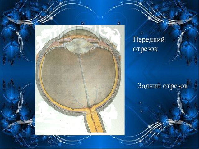 По теме: " Анатомия и физиология зрительного аппарата с точки зрения тифлопедагогике"