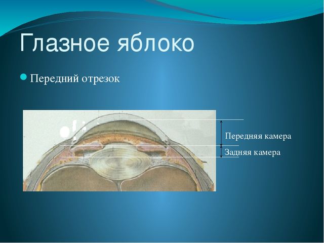 По теме: " Анатомия и физиология зрительного аппарата с точки зрения тифлопедагогике"