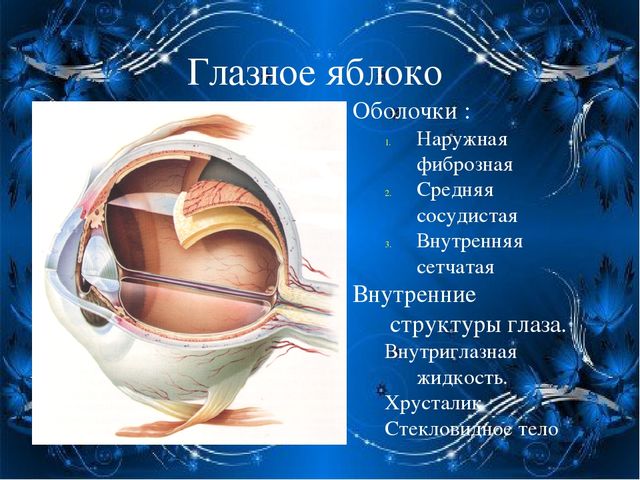 По теме: " Анатомия и физиология зрительного аппарата с точки зрения тифлопедагогике"