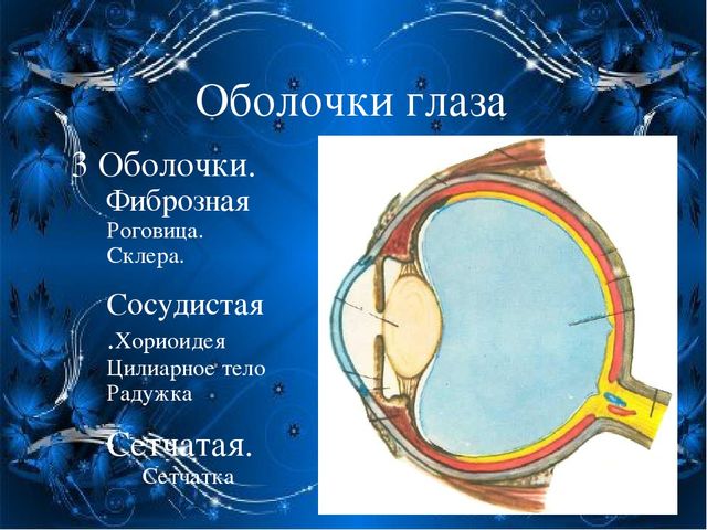 По теме: " Анатомия и физиология зрительного аппарата с точки зрения тифлопедагогике"