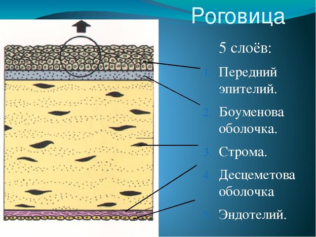 По теме: " Анатомия и физиология зрительного аппарата с точки зрения тифлопедагогике"