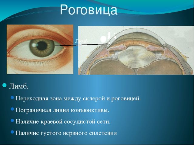 По теме: " Анатомия и физиология зрительного аппарата с точки зрения тифлопедагогике"