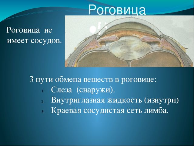 По теме: " Анатомия и физиология зрительного аппарата с точки зрения тифлопедагогике"