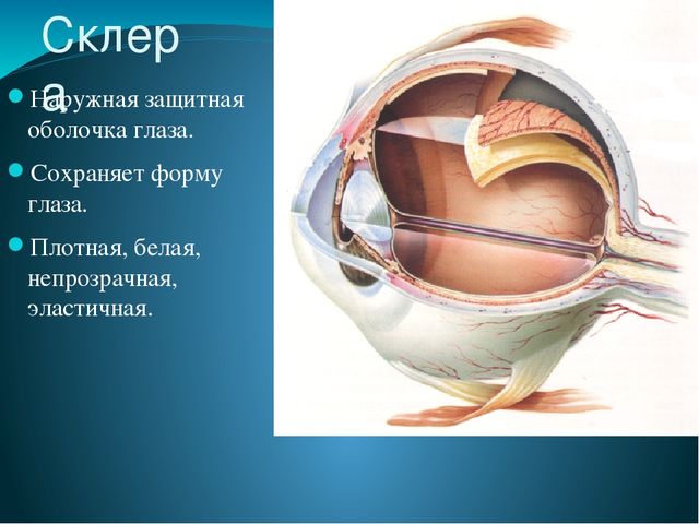 По теме: " Анатомия и физиология зрительного аппарата с точки зрения тифлопедагогике"