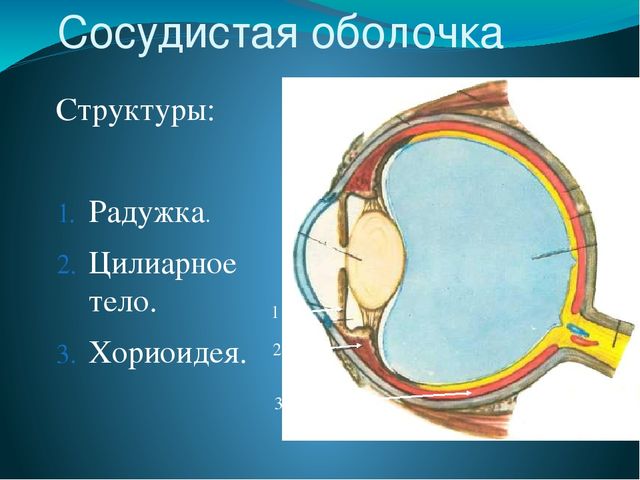 По теме: " Анатомия и физиология зрительного аппарата с точки зрения тифлопедагогике"
