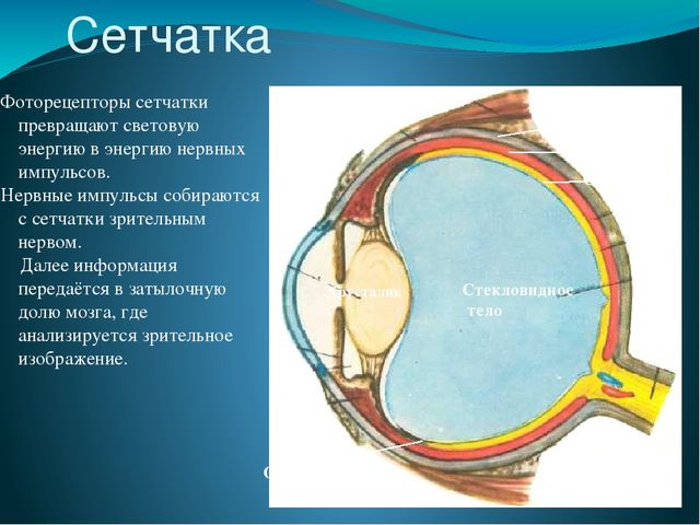 По теме: " Анатомия и физиология зрительного аппарата с точки зрения тифлопедагогике"