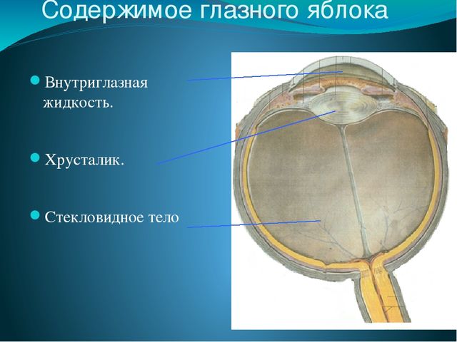 По теме: " Анатомия и физиология зрительного аппарата с точки зрения тифлопедагогике"