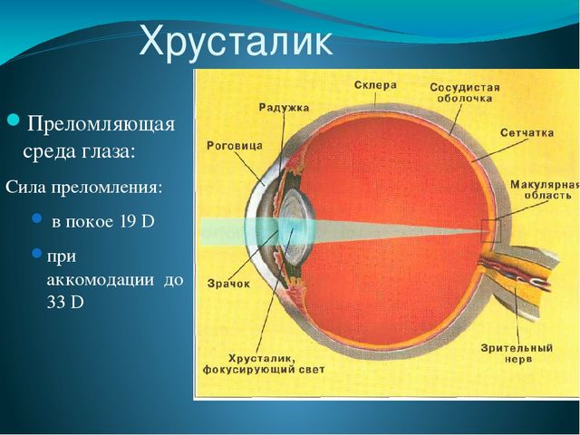 По теме: " Анатомия и физиология зрительного аппарата с точки зрения тифлопедагогике"