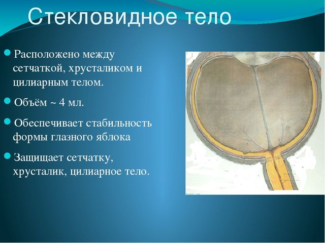 По теме: " Анатомия и физиология зрительного аппарата с точки зрения тифлопедагогике"