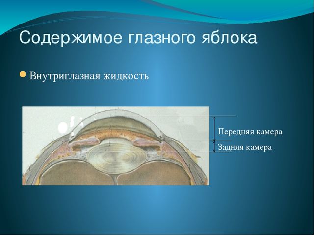 По теме: " Анатомия и физиология зрительного аппарата с точки зрения тифлопедагогике"