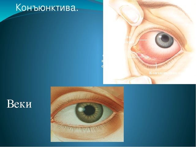 По теме: " Анатомия и физиология зрительного аппарата с точки зрения тифлопедагогике"