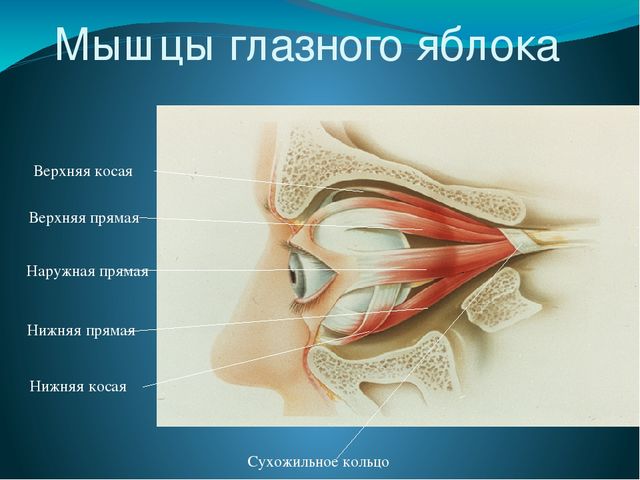 По теме: " Анатомия и физиология зрительного аппарата с точки зрения тифлопедагогике"