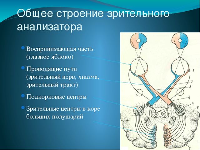 По теме: " Анатомия и физиология зрительного аппарата с точки зрения тифлопедагогике"