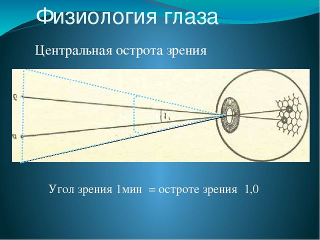 По теме: " Анатомия и физиология зрительного аппарата с точки зрения тифлопедагогике"
