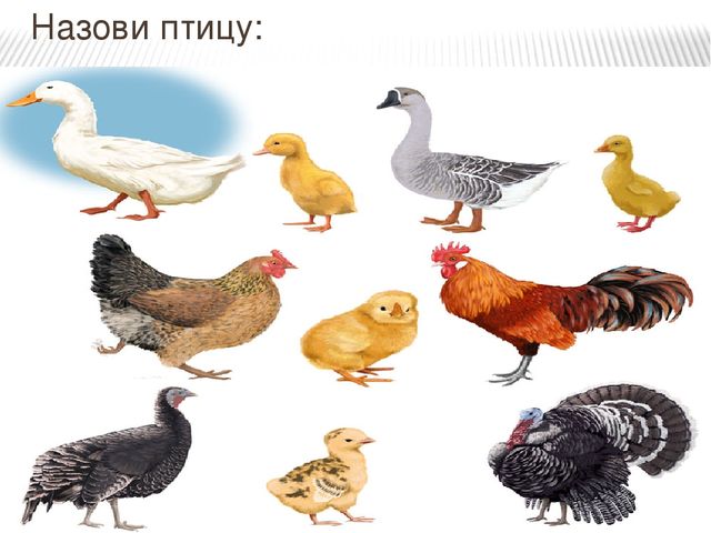 Домашние птицы Презентация к занятию по ознакомлению с окружающим миром