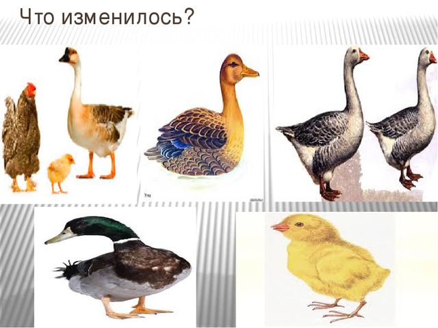 Домашние птицы Презентация к занятию по ознакомлению с окружающим миром