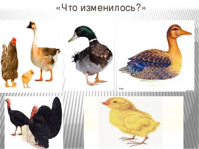 Домашние птицы Презентация к занятию по ознакомлению с окружающим миром