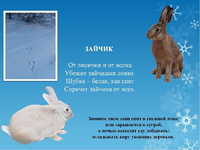 Презентация для подготовительной группы по окружающему миру: "Животные зимой"