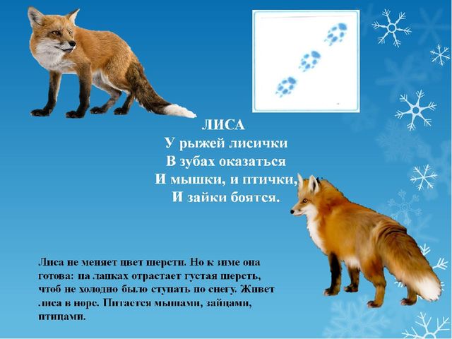 Презентация для подготовительной группы по окружающему миру: "Животные зимой"