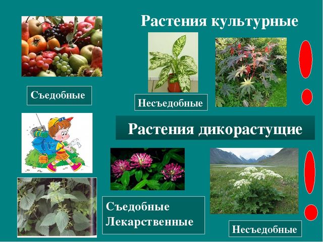 Презентация к авторской программе кружка "Азбука юного робинзона Черноморского побережья Кавказа"
