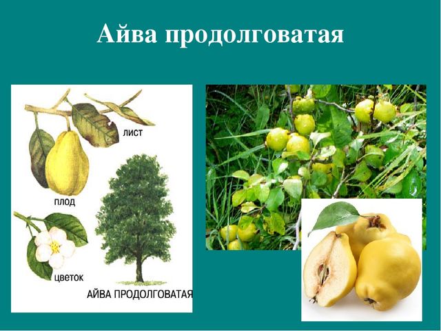 Презентация к авторской программе кружка "Азбука юного робинзона Черноморского побережья Кавказа"