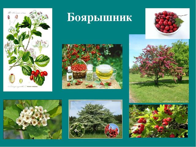 Презентация к авторской программе кружка "Азбука юного робинзона Черноморского побережья Кавказа"