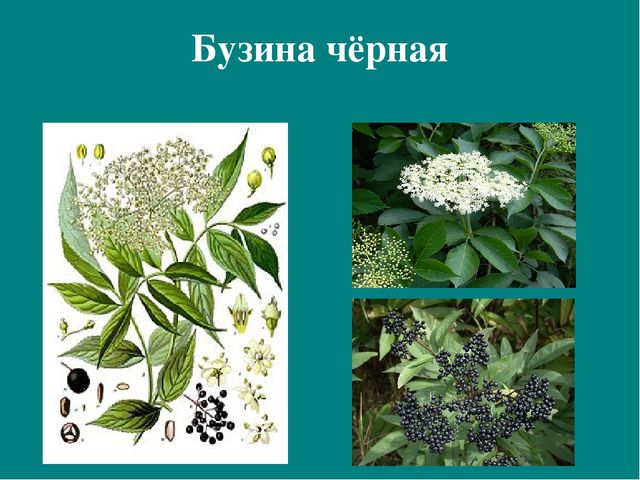 Презентация к авторской программе кружка "Азбука юного робинзона Черноморского побережья Кавказа"