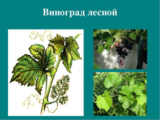 Презентация к авторской программе кружка "Азбука юного робинзона Черноморского побережья Кавказа"