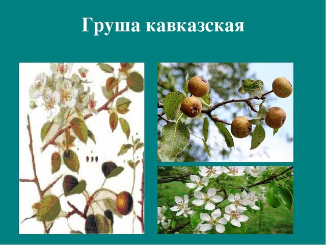 Презентация к авторской программе кружка "Азбука юного робинзона Черноморского побережья Кавказа"