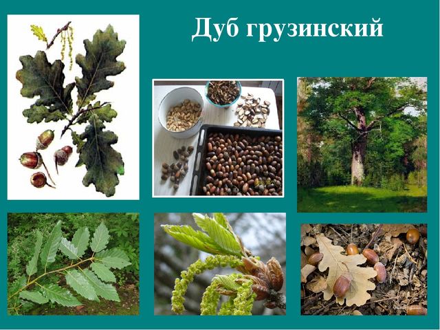 Презентация к авторской программе кружка "Азбука юного робинзона Черноморского побережья Кавказа"