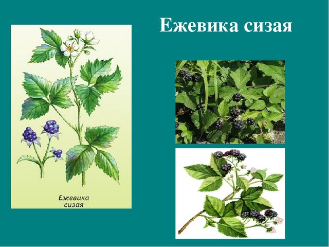 Презентация к авторской программе кружка "Азбука юного робинзона Черноморского побережья Кавказа"