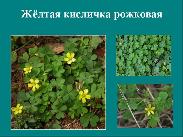 Презентация к авторской программе кружка "Азбука юного робинзона Черноморского побережья Кавказа"