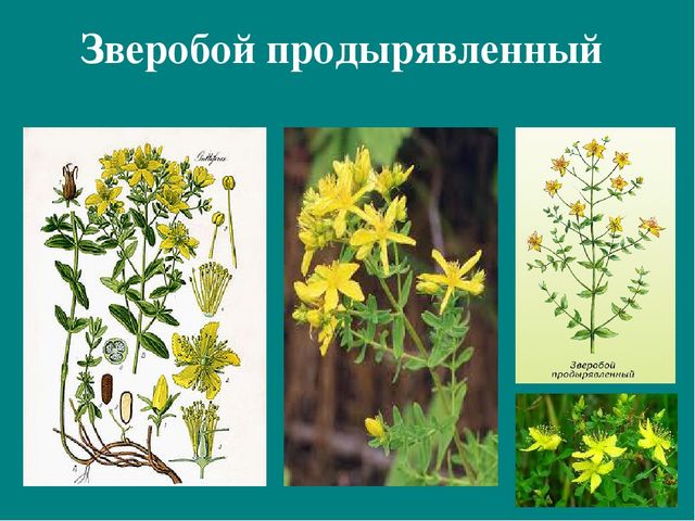 Презентация к авторской программе кружка "Азбука юного робинзона Черноморского побережья Кавказа"