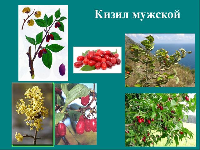 Презентация к авторской программе кружка "Азбука юного робинзона Черноморского побережья Кавказа"