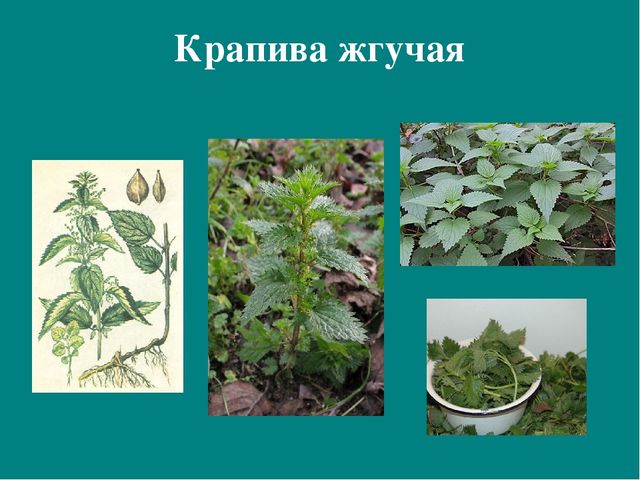 Презентация к авторской программе кружка "Азбука юного робинзона Черноморского побережья Кавказа"
