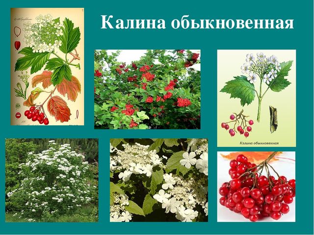 Презентация к авторской программе кружка "Азбука юного робинзона Черноморского побережья Кавказа"