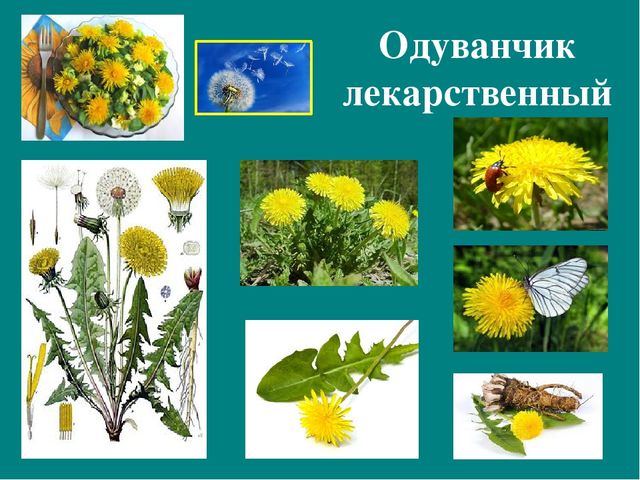 Презентация к авторской программе кружка "Азбука юного робинзона Черноморского побережья Кавказа"
