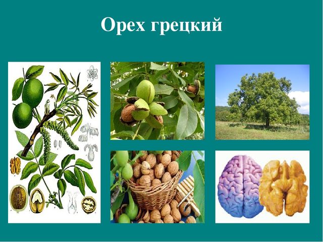 Презентация к авторской программе кружка "Азбука юного робинзона Черноморского побережья Кавказа"