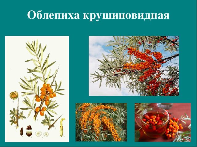 Презентация к авторской программе кружка "Азбука юного робинзона Черноморского побережья Кавказа"