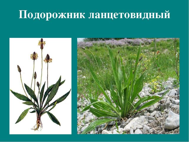 Презентация к авторской программе кружка "Азбука юного робинзона Черноморского побережья Кавказа"