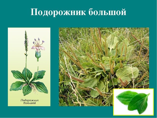 Презентация к авторской программе кружка "Азбука юного робинзона Черноморского побережья Кавказа"
