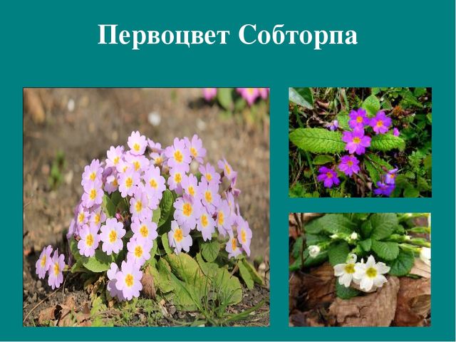 Презентация к авторской программе кружка "Азбука юного робинзона Черноморского побережья Кавказа"